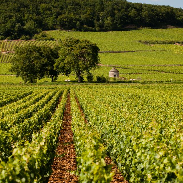 Weinberge und Cabotte in Savigny