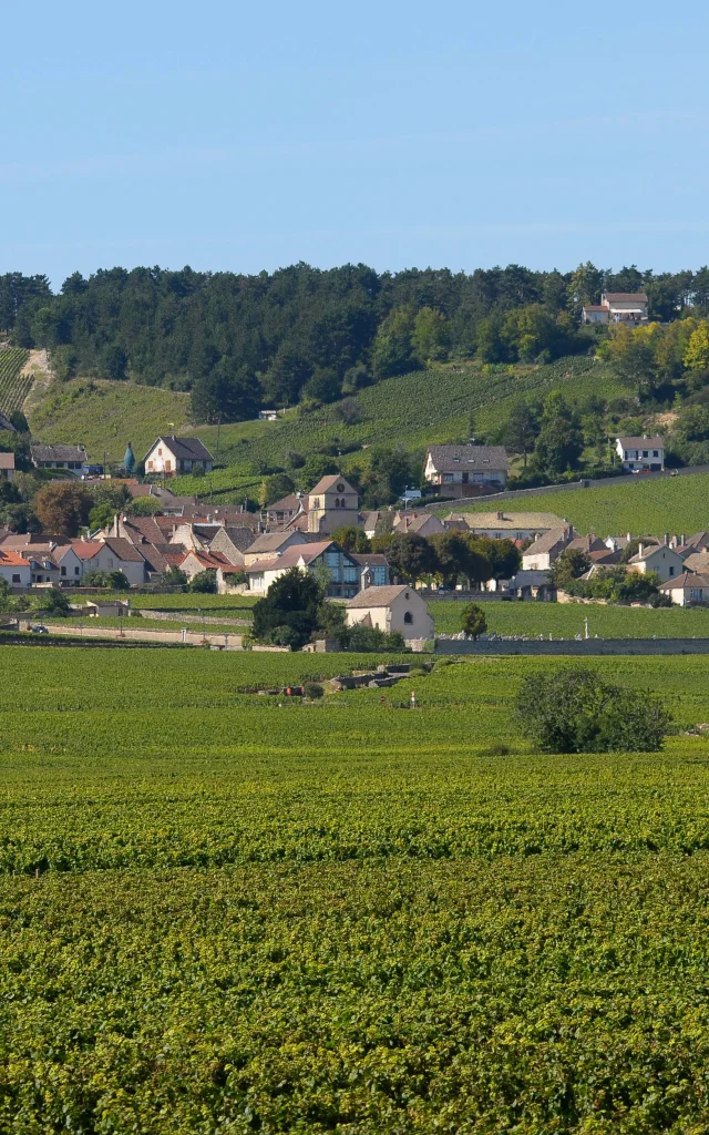 Volnay vineyards