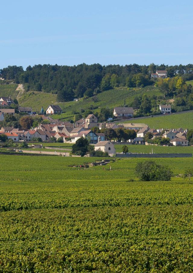 Vinhedos de Volnay