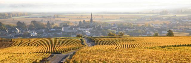 Autumn Vineyard