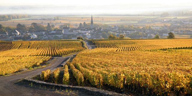 Meursault Vignes jaunes avec village au fond brume