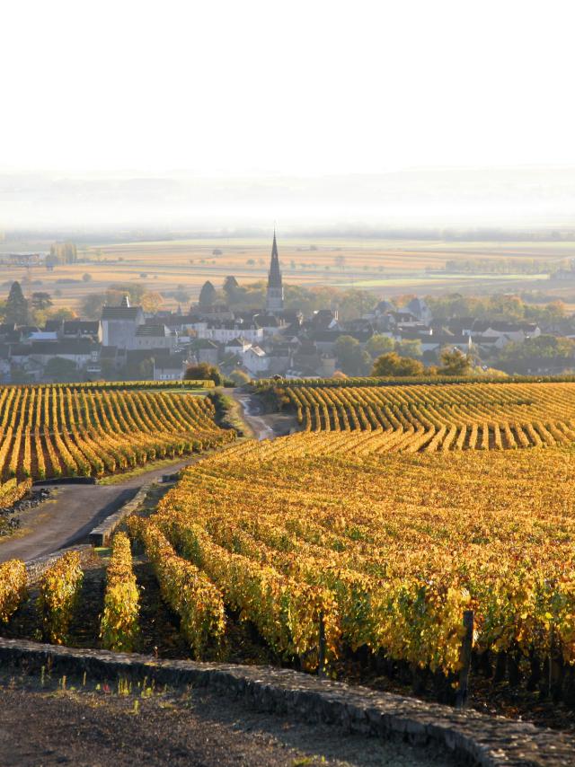 Weinberg Herbst