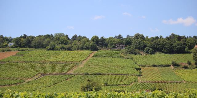 Vineyards Cote De Beaune