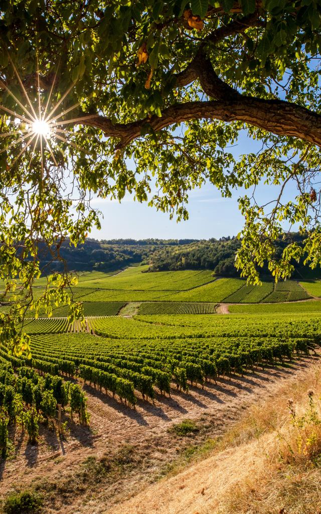 Sunset Vineyards