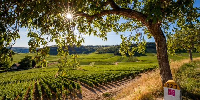 Vignobles Coucher Soleil