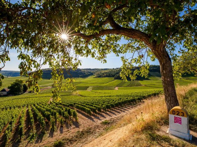 Sunset Vineyards