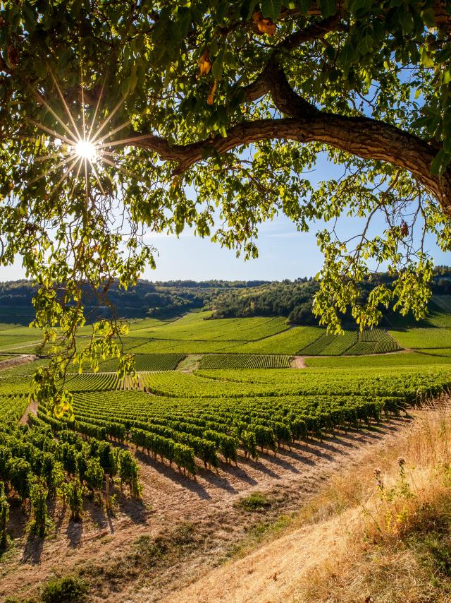 Vignobles Coucher Soleil