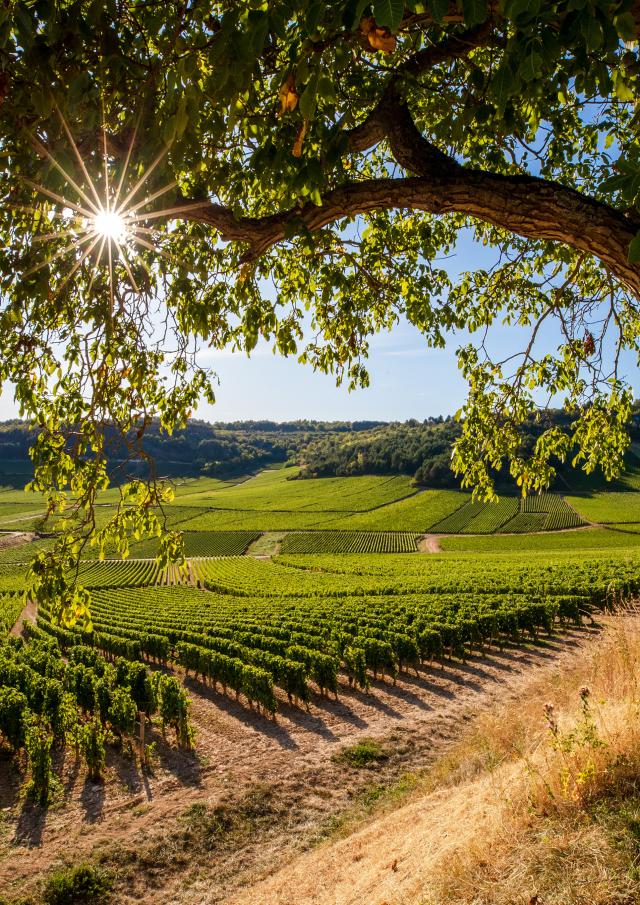 Sunset Vineyards