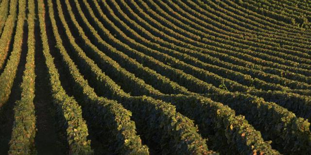 Meursault Vineyards