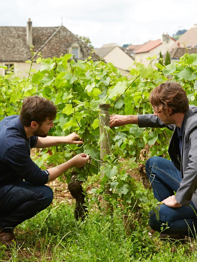 Besuch In Den Weinbergen Pommard Amateur Oenologie