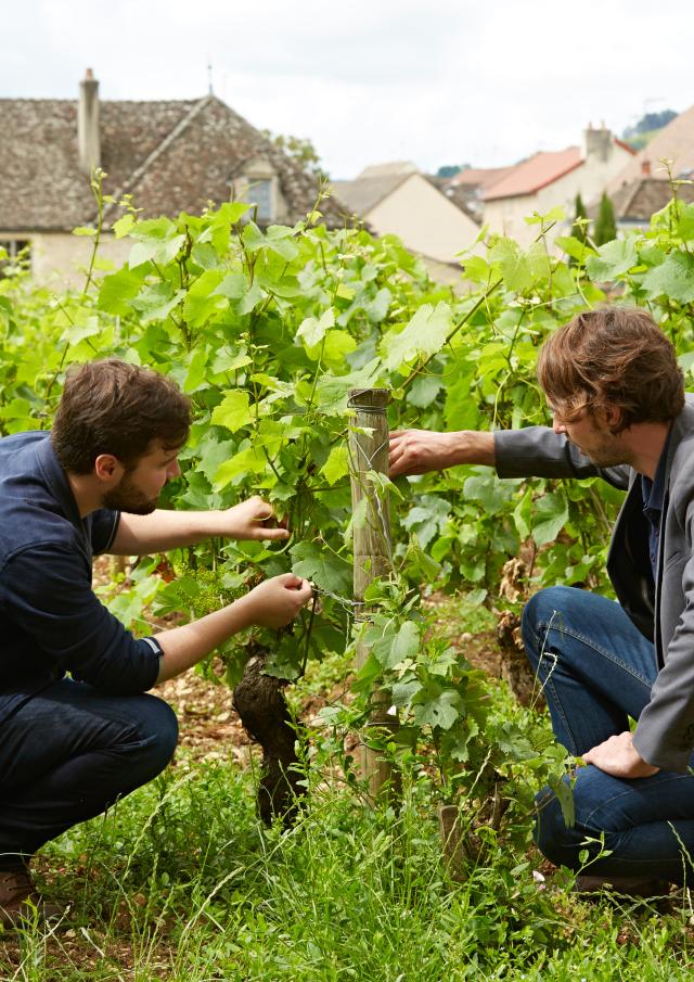 Visite dans les vignes de Pommard et explications du vigneron