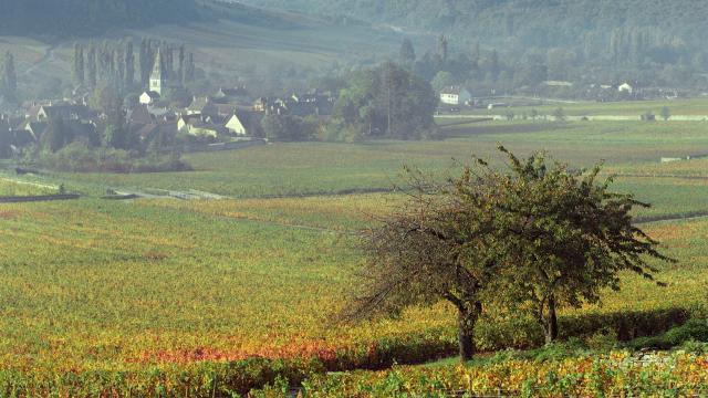 auxey-duresses-automne