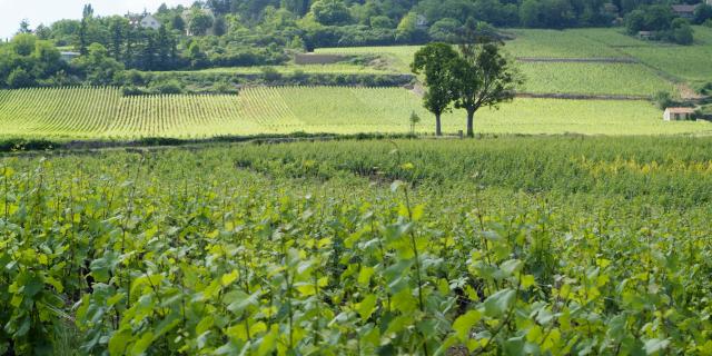 ete-montagne-beaune