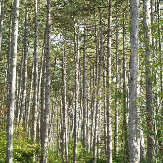 Montagne Beaune Foret
