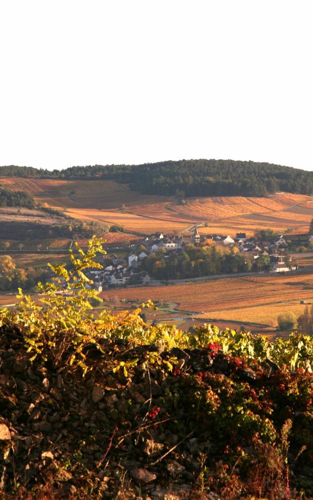 monthelie-autmne-vignes