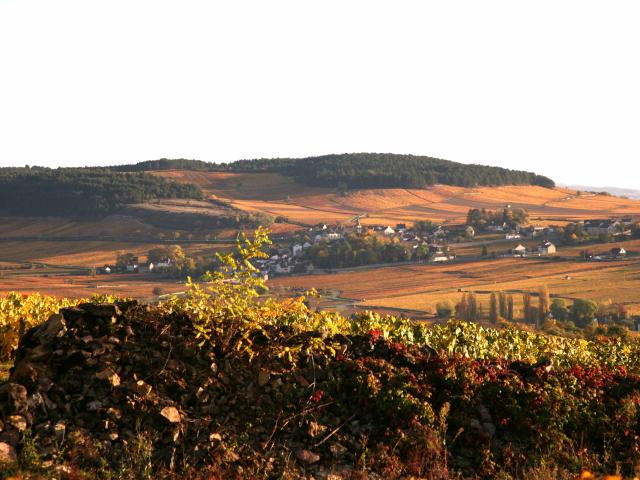 monthelie-autmne-vignes