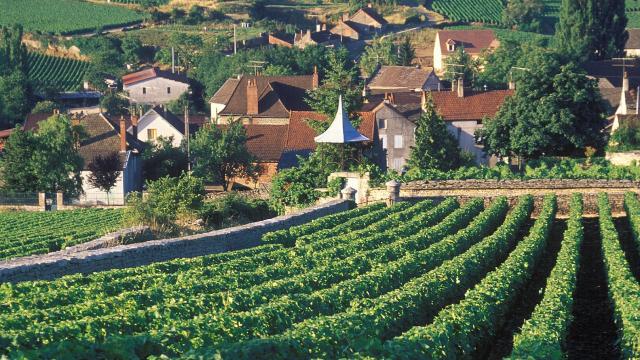 rang-vigne-auxey