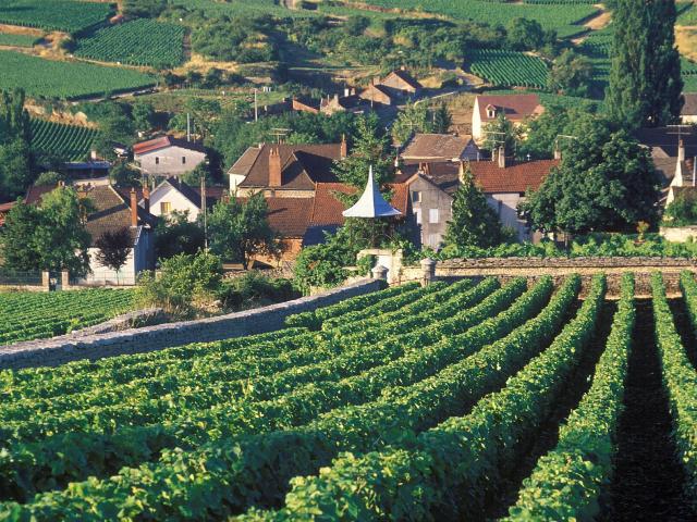Vigne d'Auxey