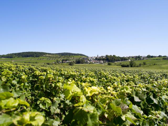 vignes-ete-monthelie