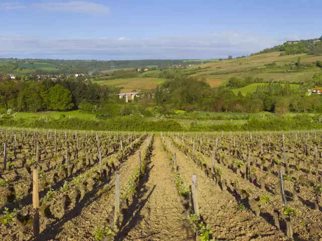 vignes-nolay-spring