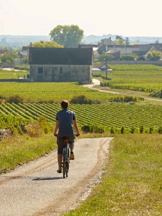 way-of-the-vines-burgundy-velo-30