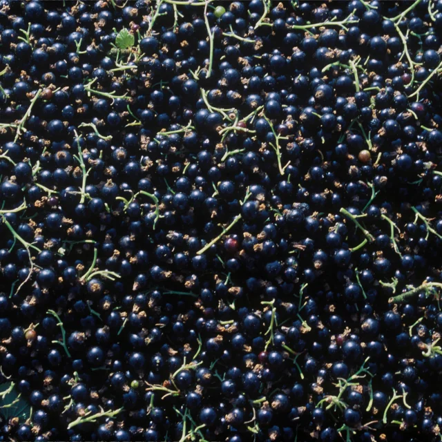 Cassis récolté