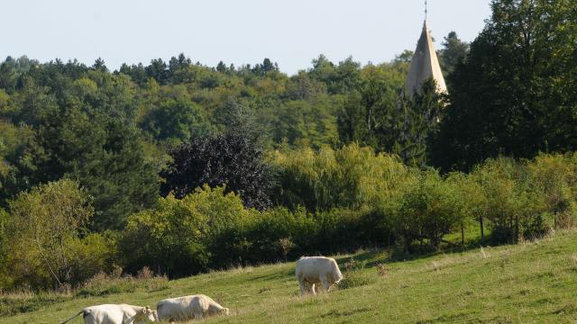 baubigny-vache