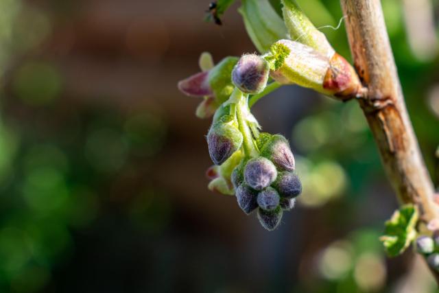 blackcurrant-g31a8813ab_1920