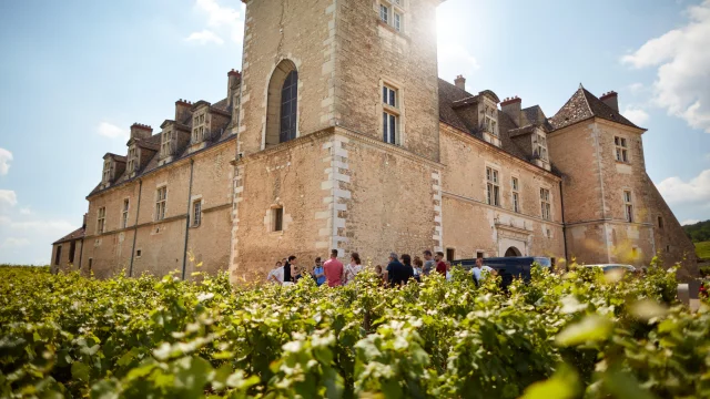 Chateau Clos De Vougeot Vignes