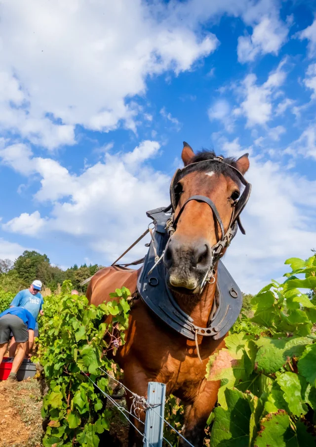 Cheval Vignes