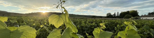 leaf-vine-summer