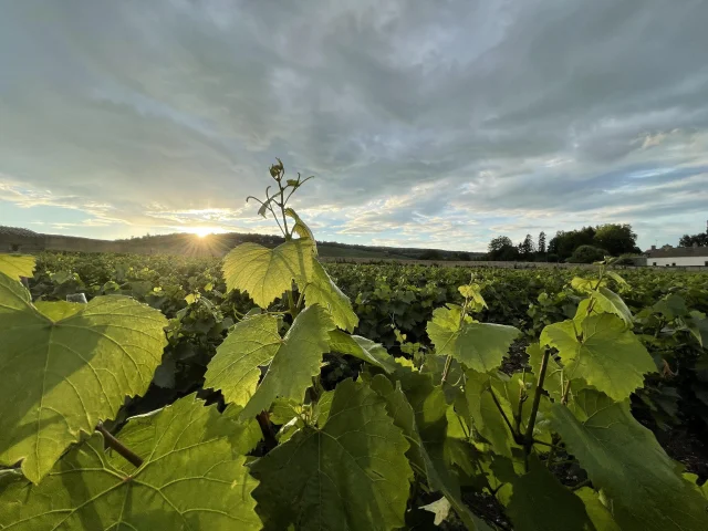 leaf-vine-summer