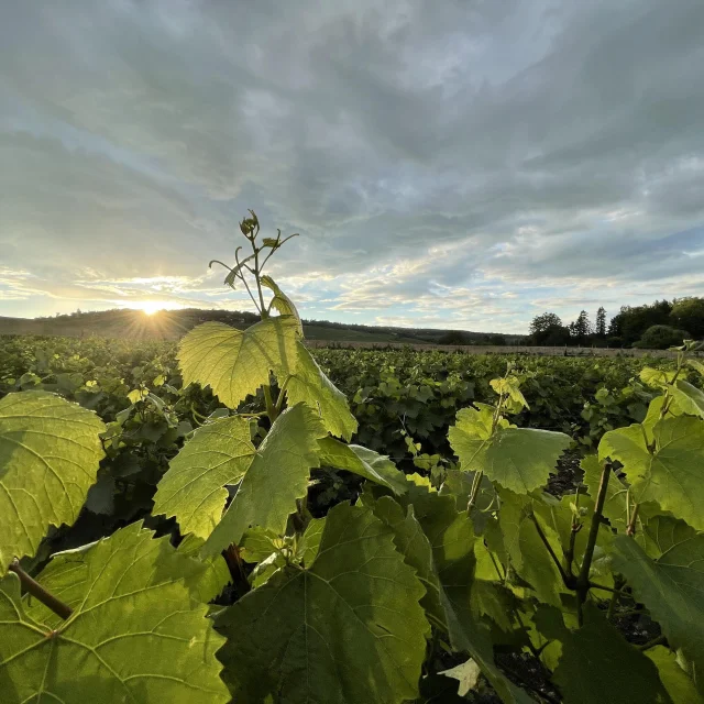 Feuille Vigne Ete