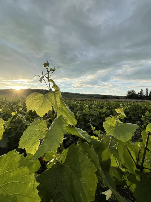 leaf-vine-summer