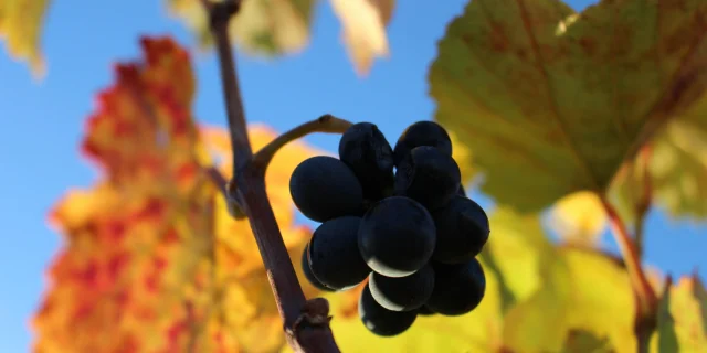 grappe-raisin-vendange