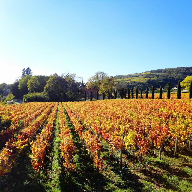 Lacree Vignes Automne