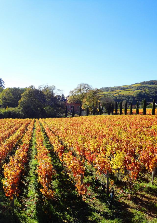 lacree-vignes-automne