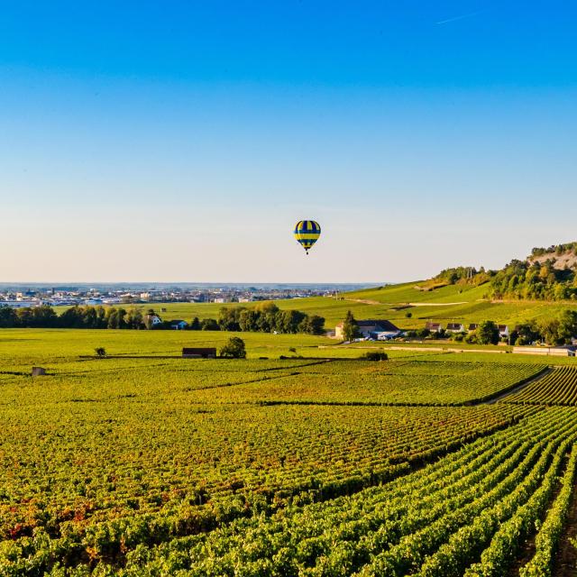 Montgolfière dans les Vignes