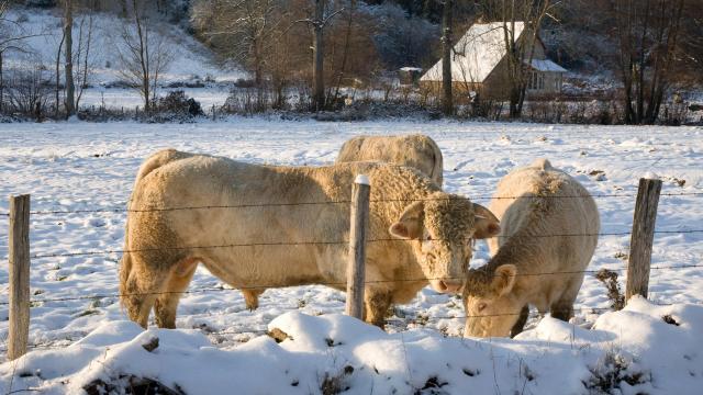 nolay-vache