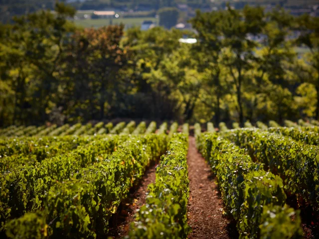 Prosper Maufoux Vignes