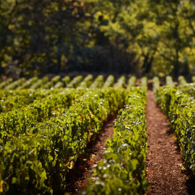 prosper-maufoux-vignes2