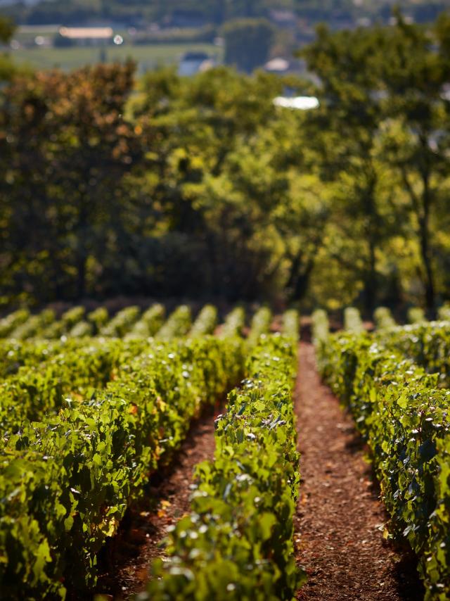 prosper-maufoux-vignes2