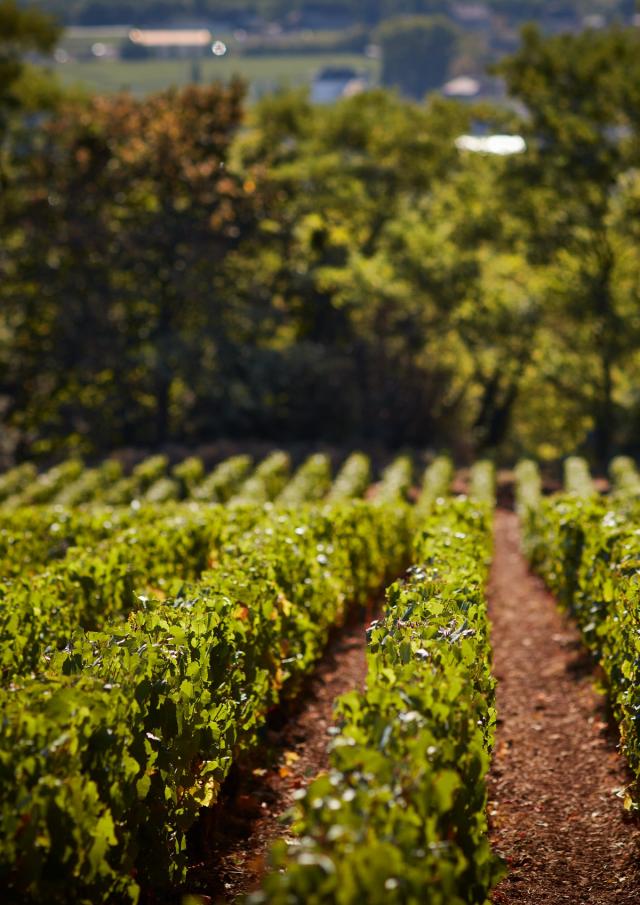 Prosper Maufoux Vignes