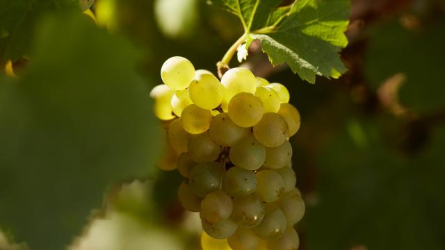 grape-prosper-maufoux