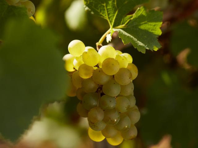 uva-prosper-maufoux