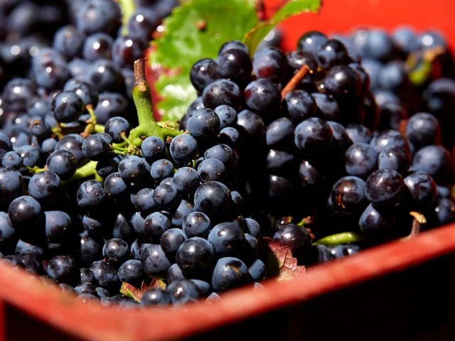 grape-vendange