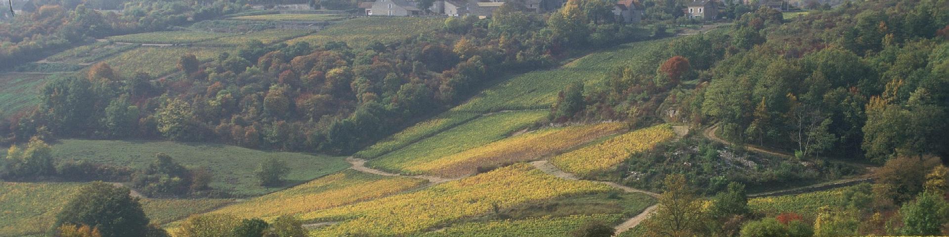 saint-romain-vigne