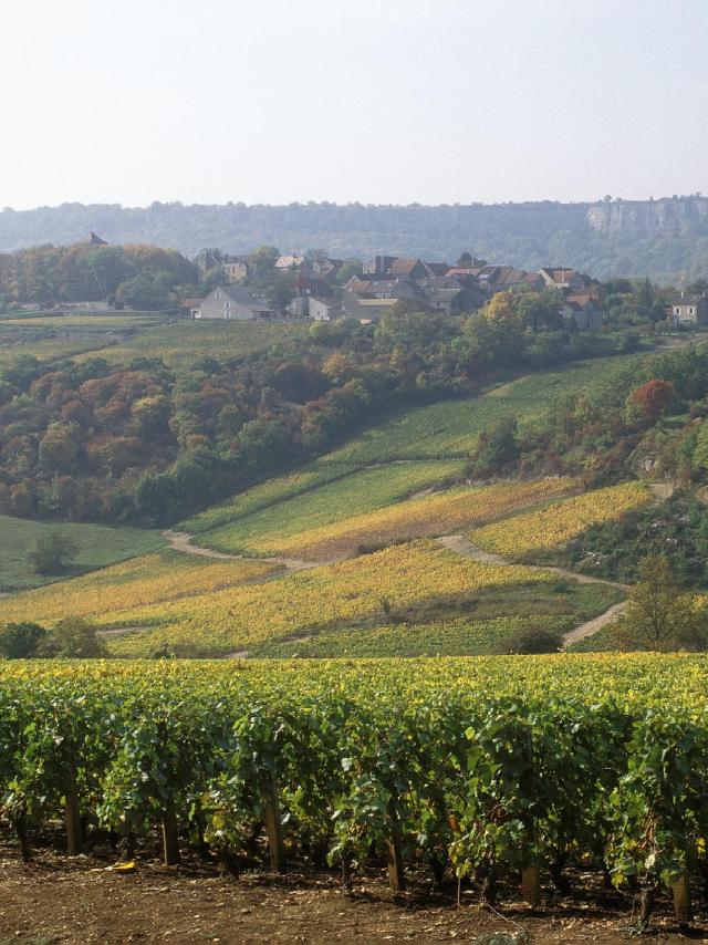 saint-romain-vigne
