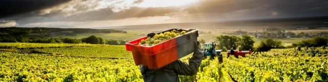 Vendanges Orage