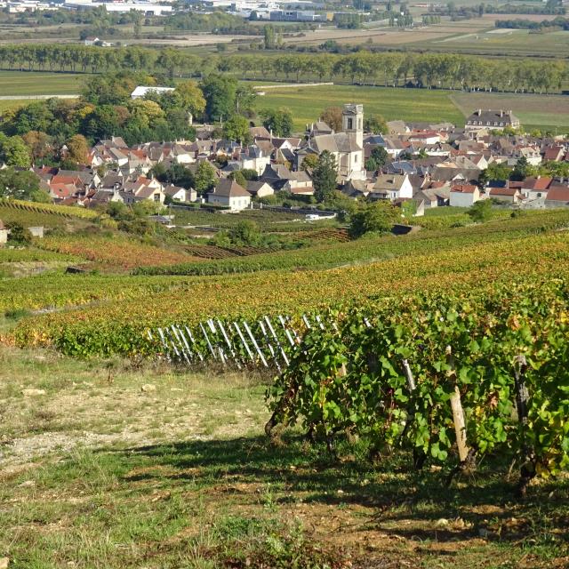 vignes-pommard-automne-1